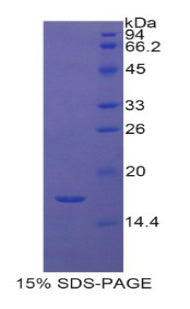 Figure 1. SDS-PAGE