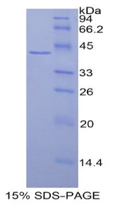 Figure 1. SDS-PAGE