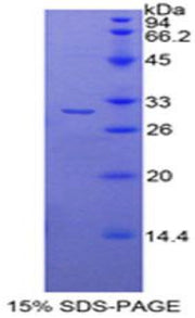 Figure 1. SDS-PAGE