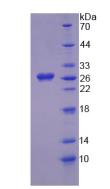Figure 2. SDS-PAGE