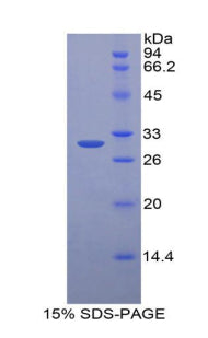 Figure 1. SDS-PAGE