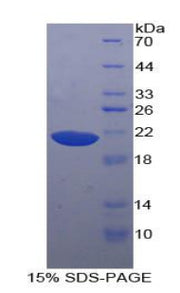 Figure 1. SDS-PAGE