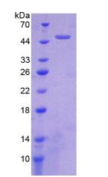 Figure 2. SDS-PAGE
