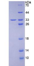 Figure 2. SDS-PAGE