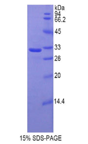 Figure 1. SDS-PAGE