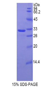 Figure 1. SDS-PAGE