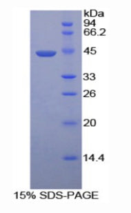Figure 1. SDS-PAGE