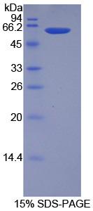 Figure 1. SDS-PAGE