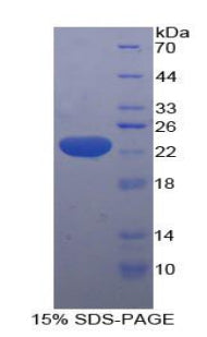 Figure 1. SDS-PAGE