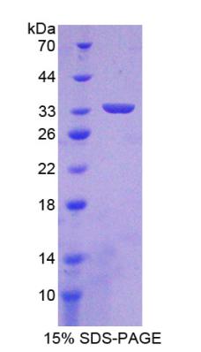 Figure 3. SDS-PAGE