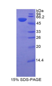 Figure 1. SDS-PAGE