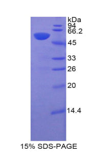 Figure 1. SDS-PAGE