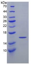 Figure 2. SDS-PAGE