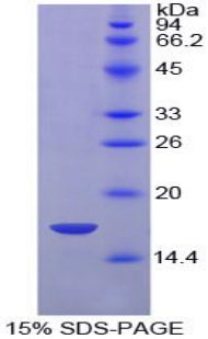 Figure 1. SDS-PAGE