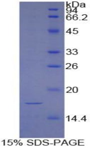 Figure 1. SDS-PAGE