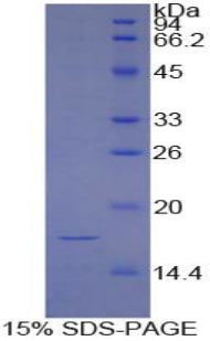 Figure 1. SDS-PAGE