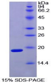 Figure 1. SDS-PAGE