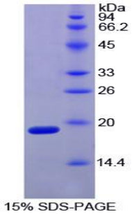 Figure 1. SDS-PAGE