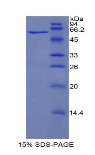 Figure 1. SDS-PAGE