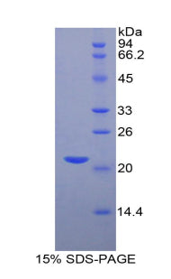Figure 1. SDS-PAGE