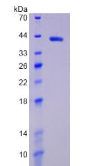 Figure 2. SDS-PAGE