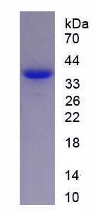 Figure 1. SDS-PAGE