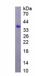 Figure 1. SDS-PAGE