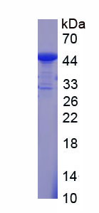 Figure 1. SDS-PAGE