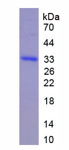 Figure 1. SDS-PAGE