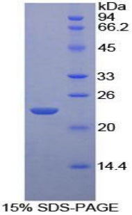 Figure 1. SDS-PAGE