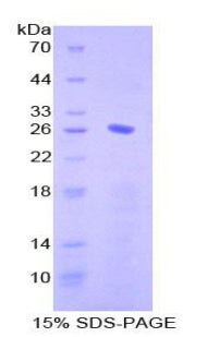 Figure 1. SDS-PAGE