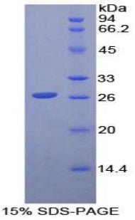 Figure 1. SDS-PAGE
