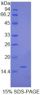 Figure 1. SDS-PAGE