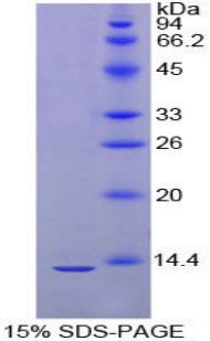 Figure 1. SDS-PAGE