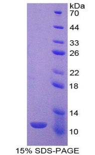 Figure 1. SDS-PAGE