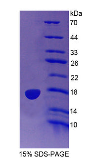 Figure 1. SDS-PAGE