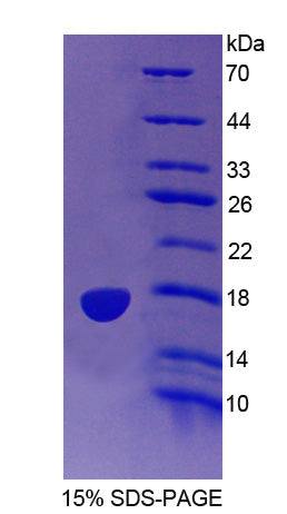 Figure 1. SDS-PAGE