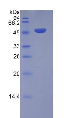 Figure 2. SDS-PAGE