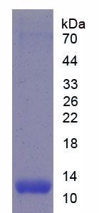 Figure 2. SDS-PAGE