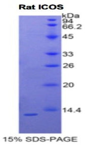 Figure 1. SDS-PAGE
