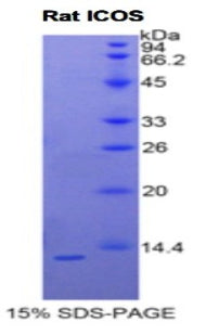Figure 1. SDS-PAGE