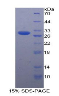 Figure 1. SDS-PAGE