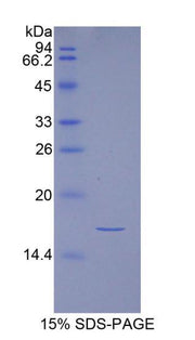 Figure 1. SDS-PAGE