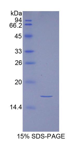 Figure 1. SDS-PAGE