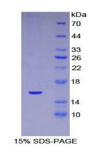 Figure 1. SDS-PAGE