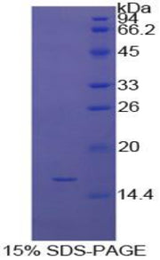 Figure 1. SDS-PAGE