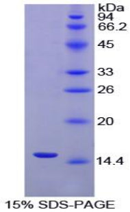Figure 1. SDS-PAGE