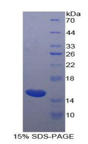 Figure 1. SDS-PAGE