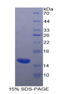 Figure 1. SDS-PAGE