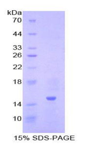 Figure 1. SDS-PAGE